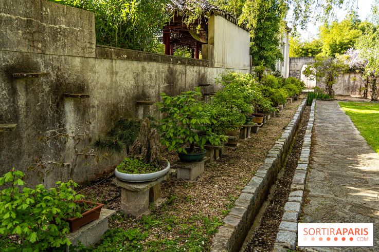 Jardin Yili, le jardin chinois caché dans les Yvelines -  bonsaï
