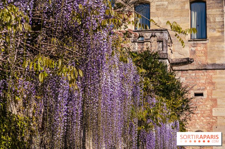 Village de Medan dans les Yvelines -  château de Medan - glycine