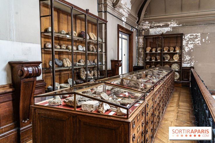 La Galerie de Paléontologie et d'Anatomie comparée du Muséum au Jardin des Plantes