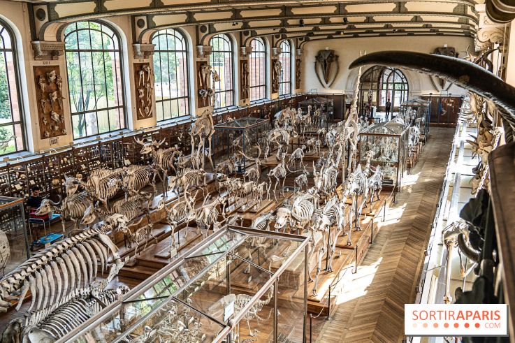 La Galerie de Paléontologie et d'Anatomie comparée du Muséum au Jardin des Plantes