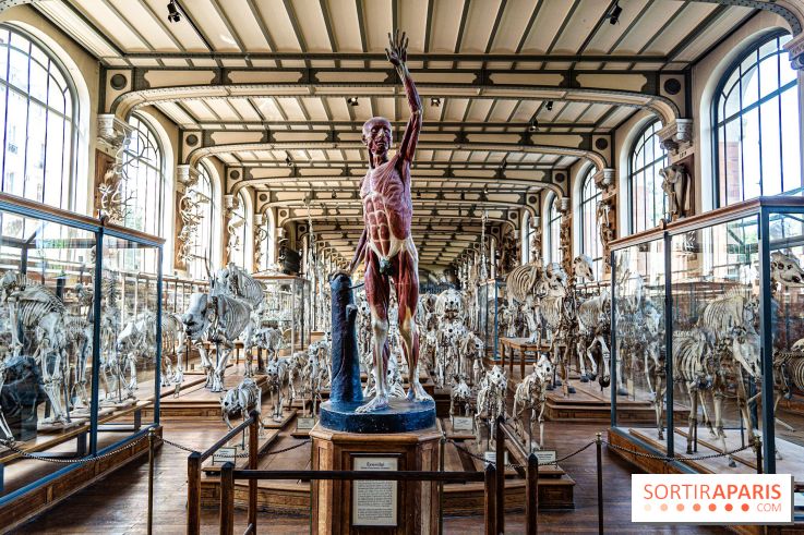 La Galerie de Paléontologie et d'Anatomie comparée du Muséum au Jardin des Plantes