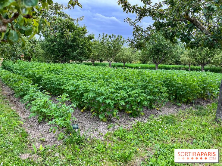 Potager-Fruitier de la Roche Guyon - nos photos - image00029