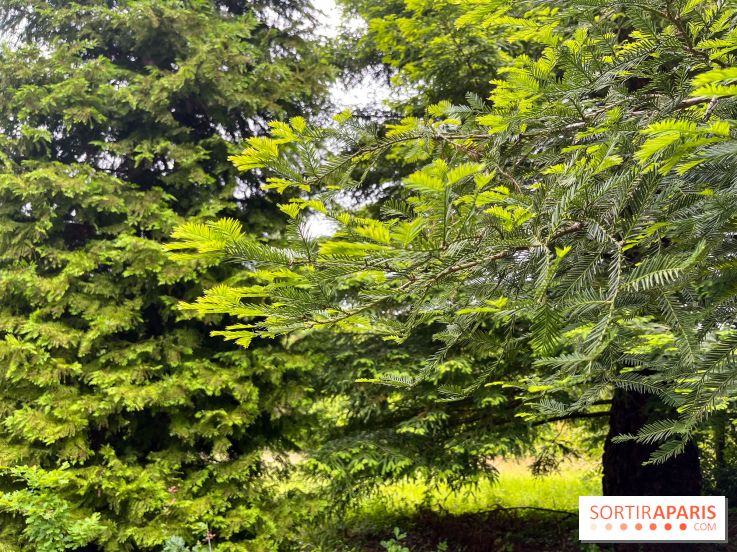 Arboretum de la Roche-Guyon - nos photos