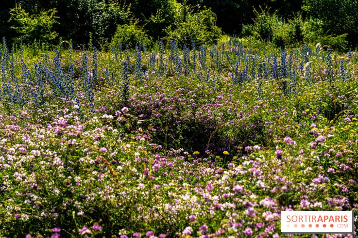 Le Parc du peuple de l'herbe dans les Yvelines - Étang de Galiotte - Carrières-sous-Poissy