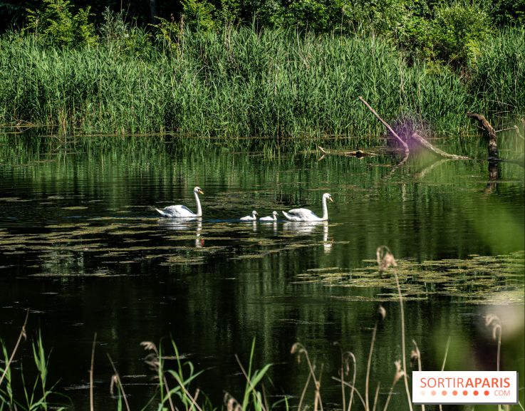 Le Parc du peuple de l'herbe dans les Yvelines - Étang de Galiotte - Carrières-sous-Poissy - A7C7510