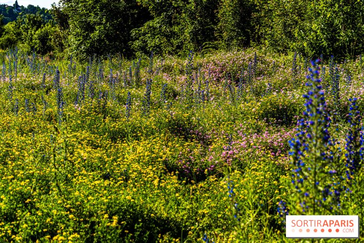 Le Parc du peuple de l'herbe dans les Yvelines - Étang de Galiotte - Carrières-sous-Poissy - A7C7535