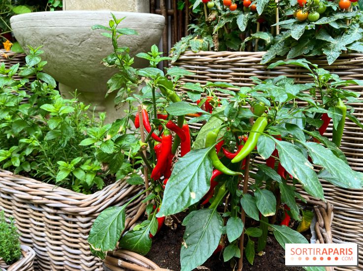 Le Potager, Roch Hotel & Spa - Potager