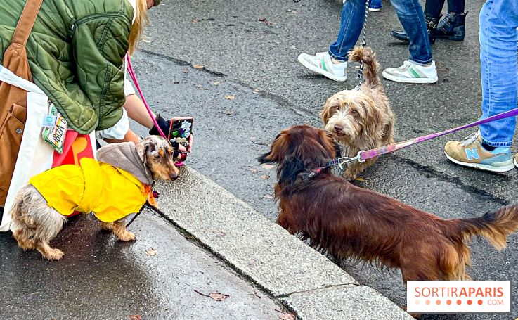 Paris Sausage Walk 2024 : la marche des teckels de retour dans la capitale