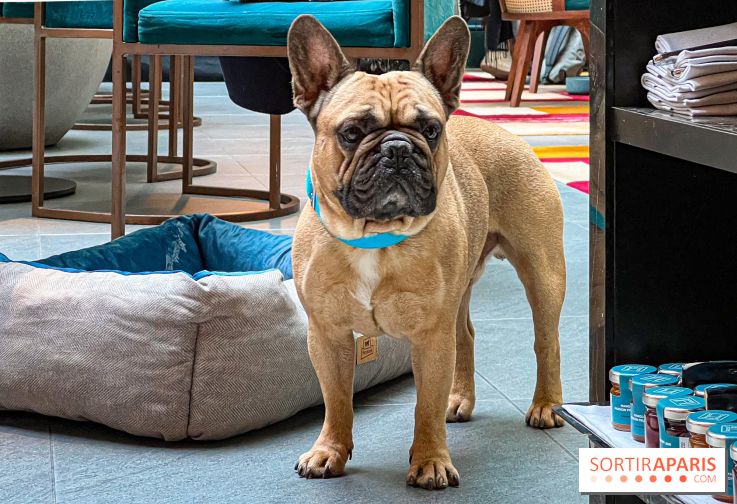 Le Doggy Brunch : le brunch gourmand entre chiens et maîtres à l'hôtel Kimpton Saint Honoré Paris - image00049