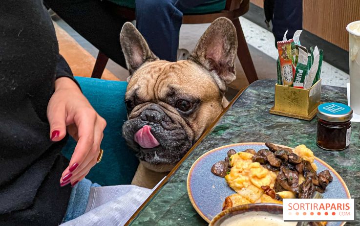 Le Doggy Brunch : le brunch gourmand entre chiens et maîtres à l'hôtel Kimpton Saint Honoré Paris