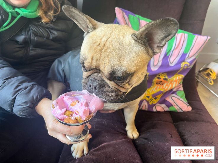 CAYU Canidés Club, la boutique d'accessoires dog friendly - nos photos