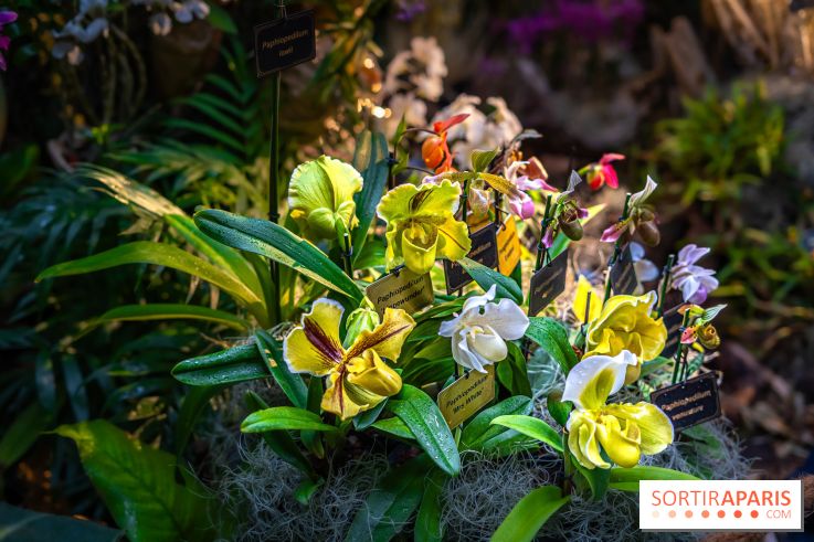 Mille et une orchidées 2025 - les photos