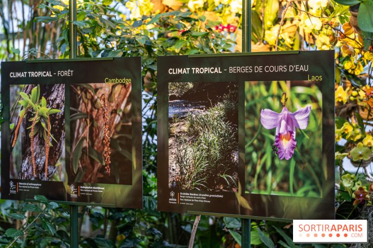 Mille et une orchidées 2025 - les photos