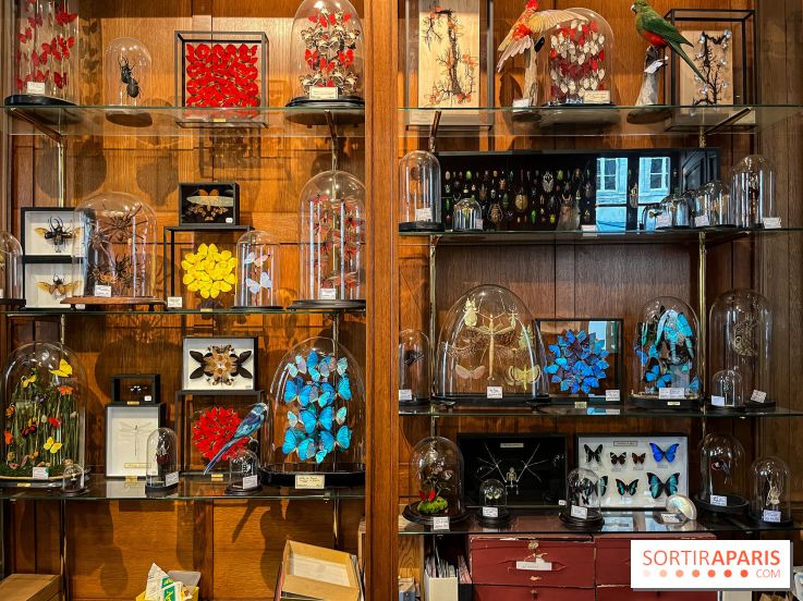 Deyrolle, l'incroyable cabinet de curiosités à Paris - nos photos