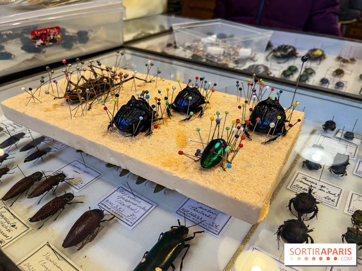 Deyrolle, l'incroyable cabinet de curiosités à Paris - nos photos