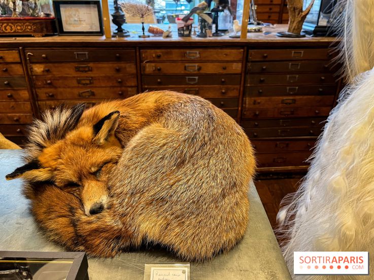 Deyrolle, l'incroyable cabinet de curiosités à Paris - nos photos