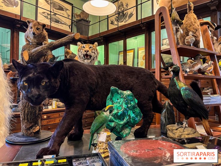 Deyrolle, l'incroyable cabinet de curiosités à Paris - nos photos