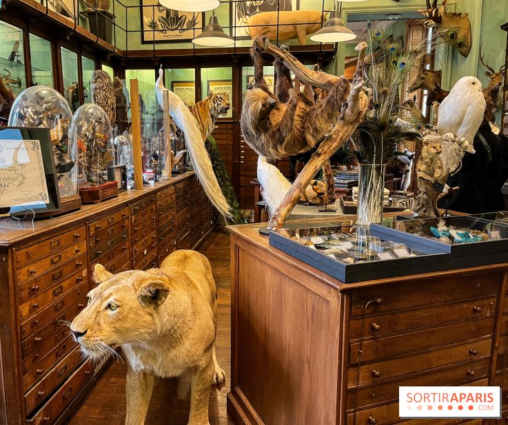 Deyrolle, l'incroyable cabinet de curiosités à Paris - nos photos