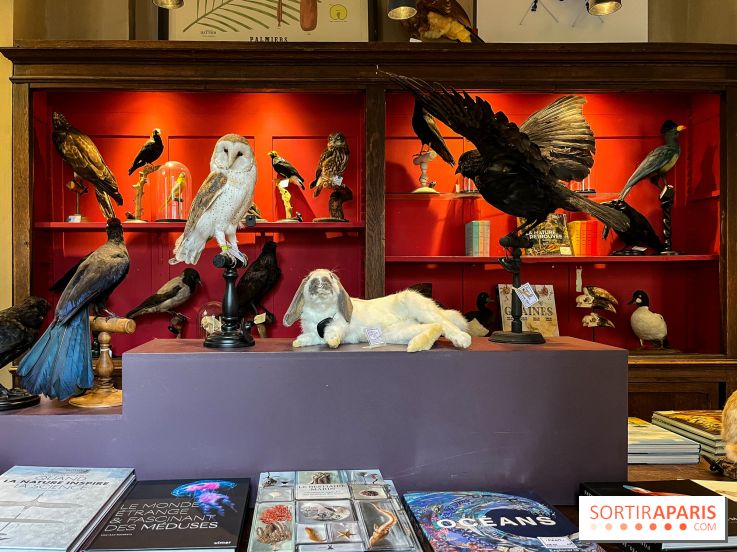 Deyrolle, l'incroyable cabinet de curiosités à Paris - nos photos