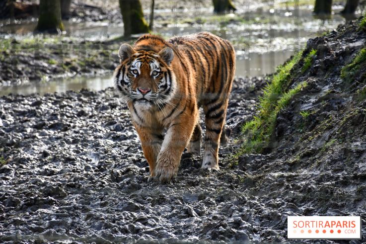 Lumigny Safari Reserve - nos photos