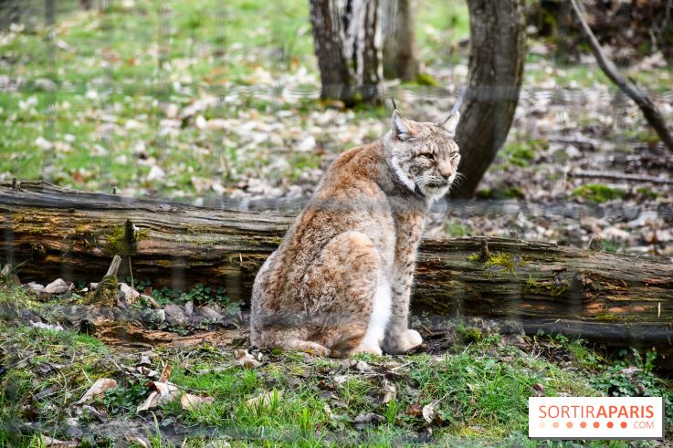 Lumigny Safari Reserve - nos photos