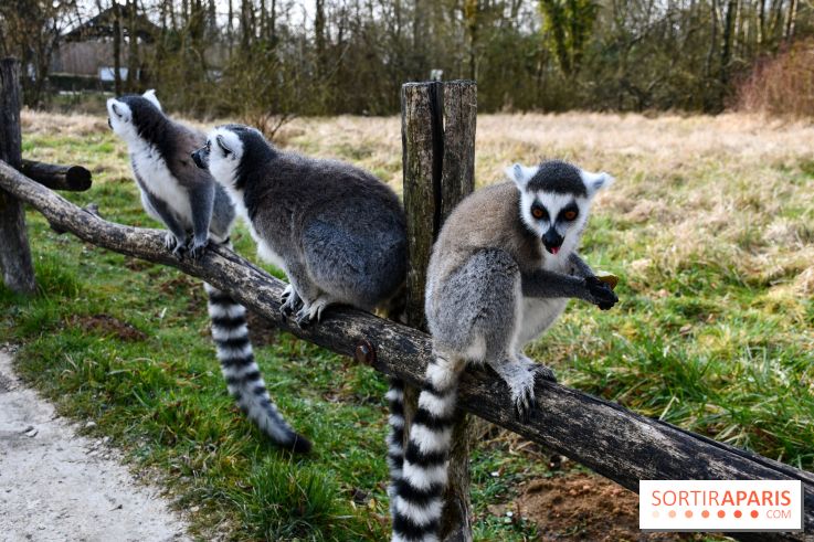 Lumigny Safari Reserve - nos photos