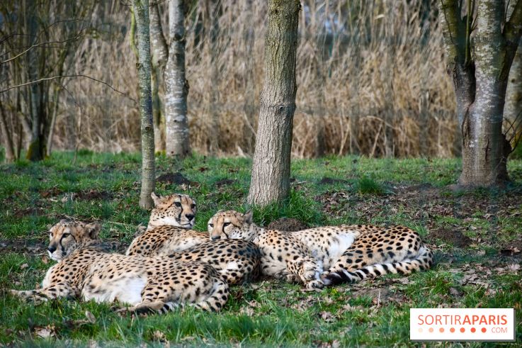 Lumigny Safari Reserve - nos photos