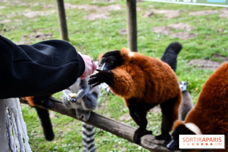 Lumigny Safari Reserve - nos photos - image00006