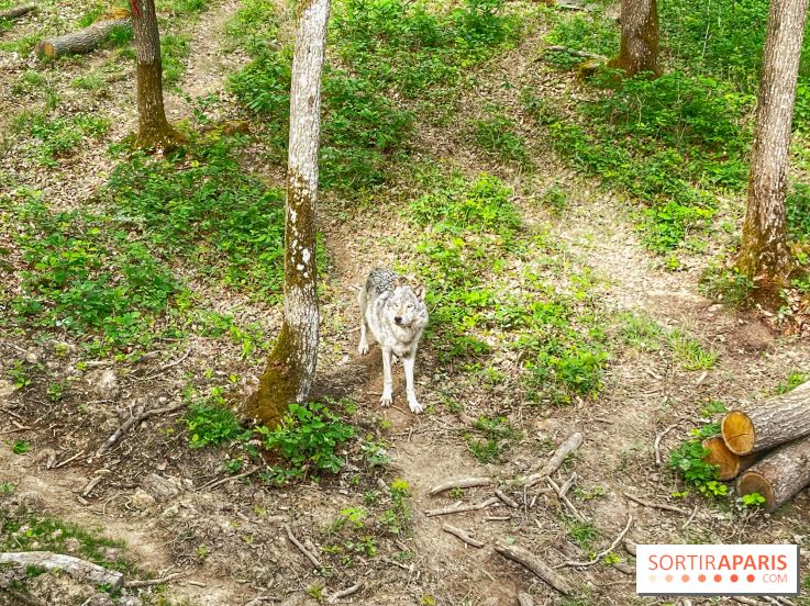 La Forêt des Loups - IMG 2103