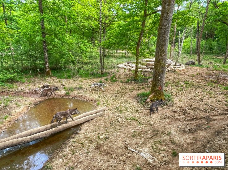 La Forêt des Loups