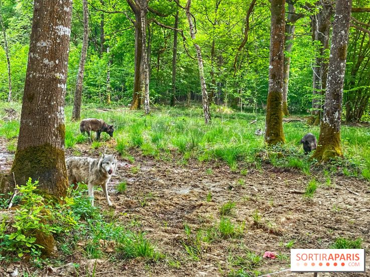 La Forêt des Loups