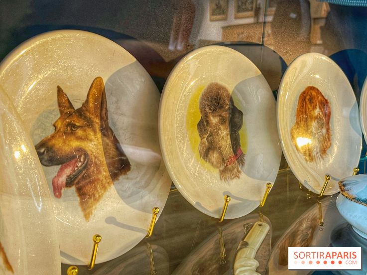 Collection dédié aux chiens