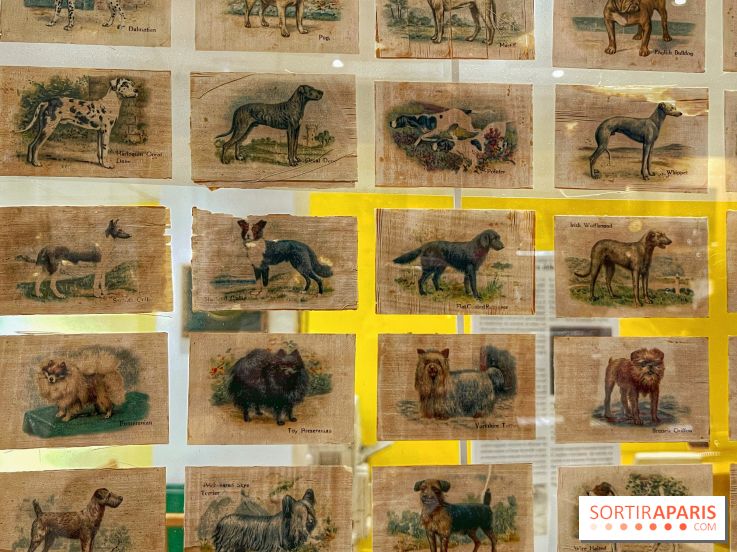 Collection dédié aux chiens - IMG 2327