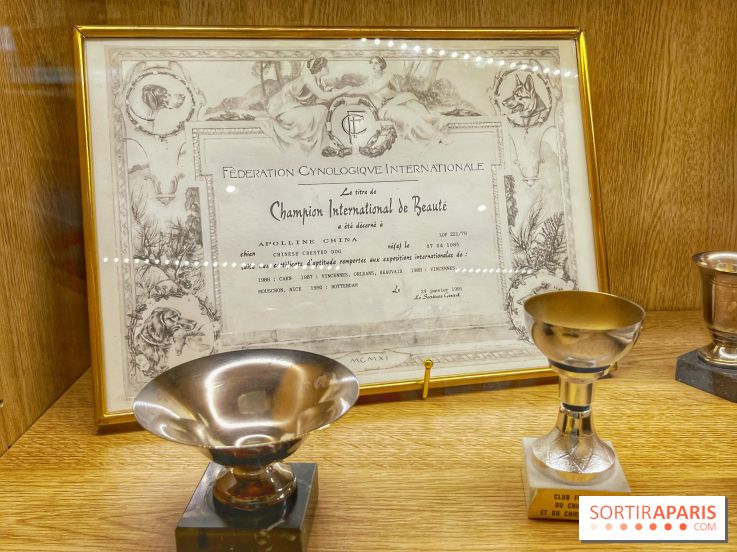 Collection dédié aux chiens - IMG 2329