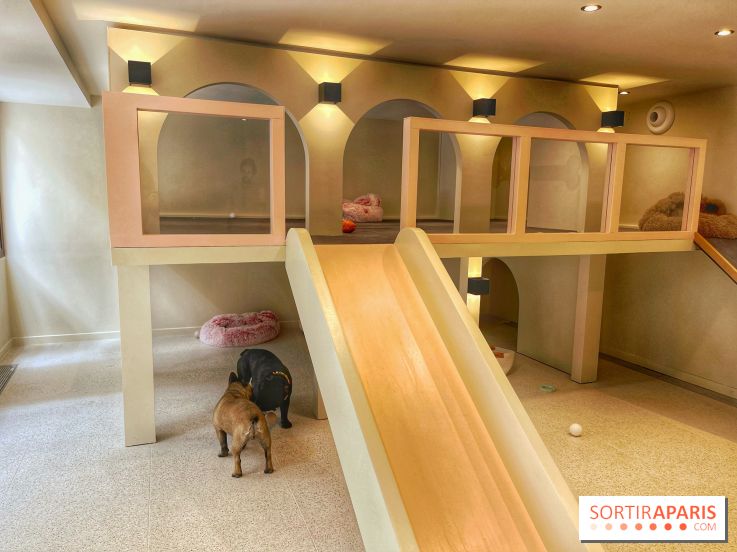 The Dogry - IMG 3591