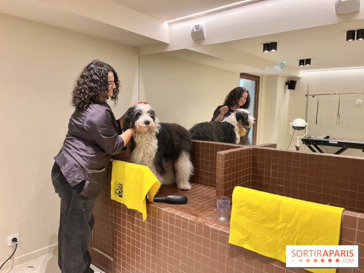 The Dogry - IMG 3595