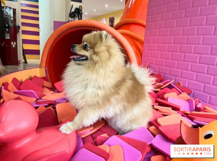 Patapwouf, le spot cani-friendly de Saint-Ouen - nos photos - AE8ADCA5 E843 42AC 8738 07BD7F10921B