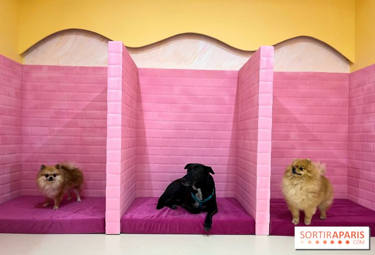 Patapwouf, le spot cani-friendly de Saint-Ouen - nos photos - EFD876A8 E455 49B4 A85E 02B255FF5AC9