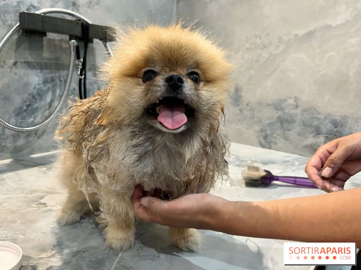 Patapwouf, le spot cani-friendly de Saint-Ouen - nos photos - F0F099CA D4D5 4057 8F22 EA80E51F0193