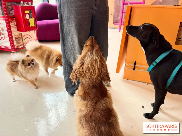 Patapwouf, le spot cani-friendly de Saint-Ouen - nos photos - FB70D621 F8DA 4209 90C0 D461AB7967BD