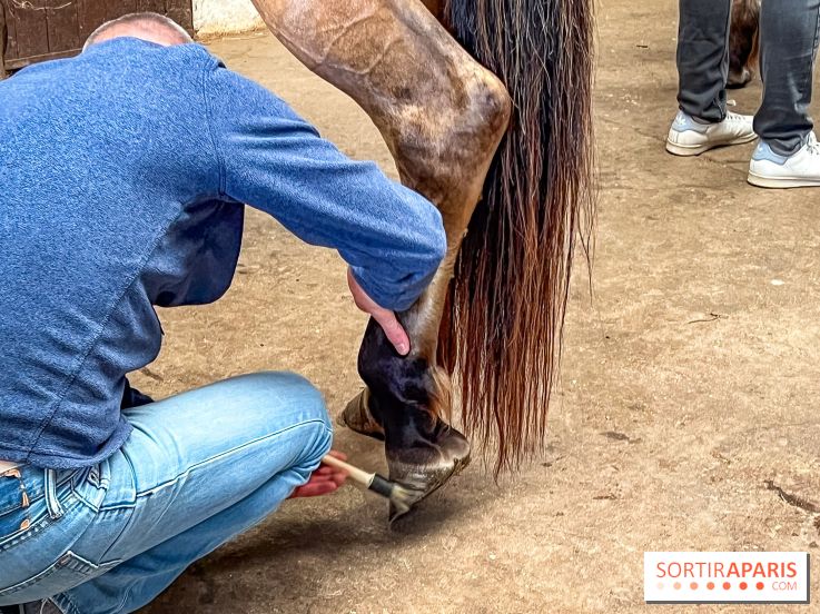 Balade en chevaux Henson en forêt de Fontainebleau