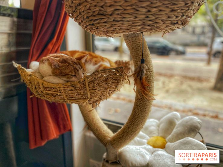 Chat-Rivari Café