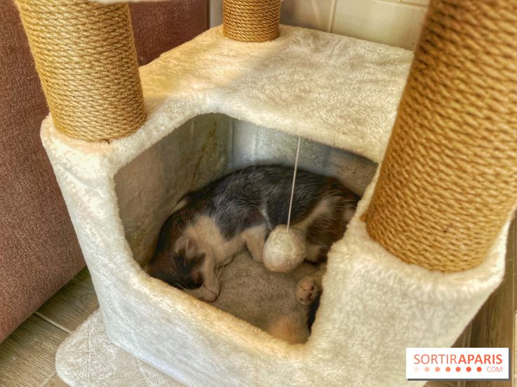 Chat-Rivari Café