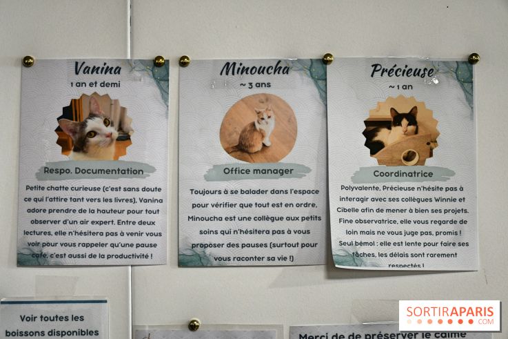 Koneko Work : le café coworking pour travailler en compagnie des chats