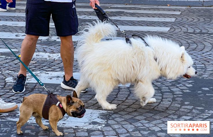 La Marche des animaux à Paris : défilé gratuit, ouvert aux chiens, chats ... sur les Champs-Élysées - IMG 5503