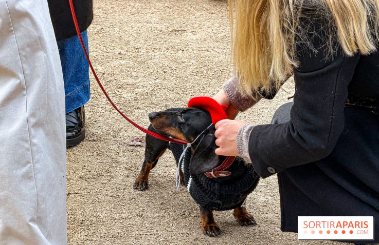 Paris Sausage Walk, la Marche des Teckels 2025