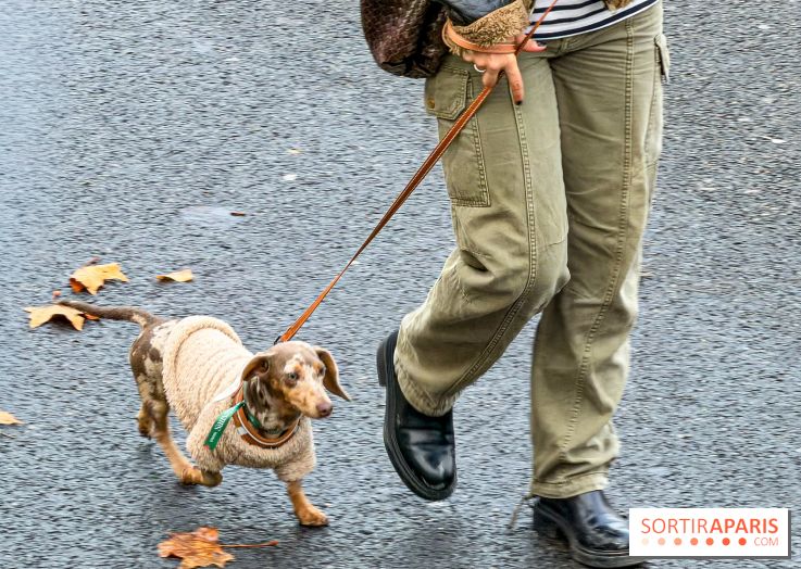 Paris Sausage Walk, la Marche des Teckels 2025
