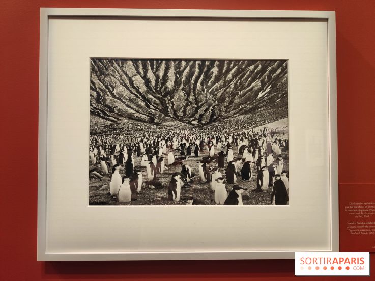 Sebastião Salgado au cœur d'une exposition de photos gratuite à l'Hôtel de Ville de Paris