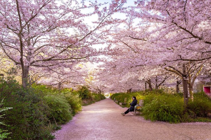 Les cerisiers en fleurs au Parc de Billancourt à Boulogne-Billancourt, Hanami aux portes de Paris
