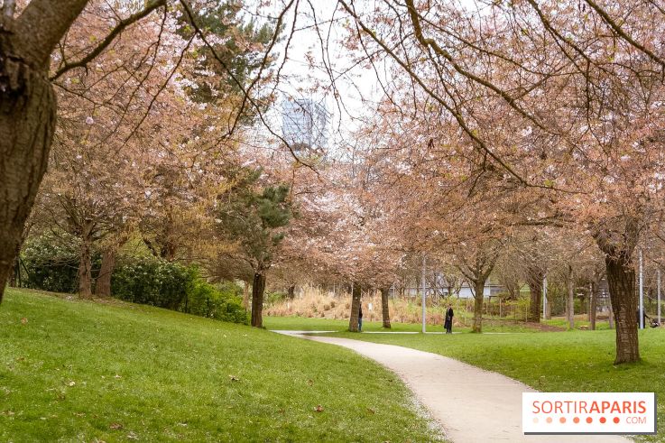 Les cerisiers du parc Martin Luther King - Clichy - Batignoles